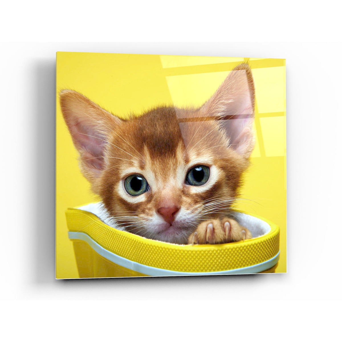 The Kittens Meow Tempered Glass Wall Art, 12" x 12"