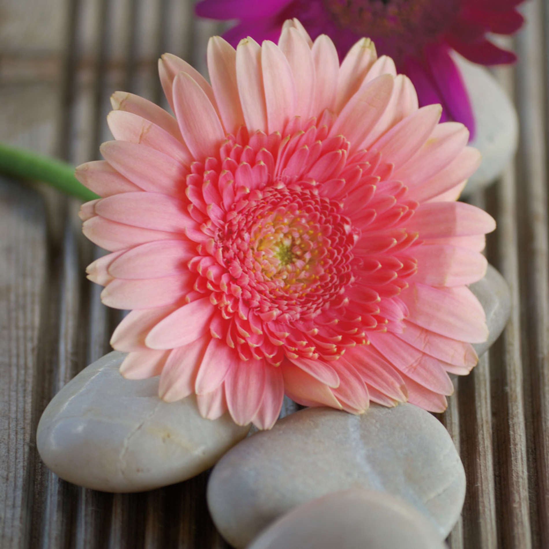 Beauty in Bloom Tempered Glass Wall Art, 12" x 12" (Matching set of 2)
