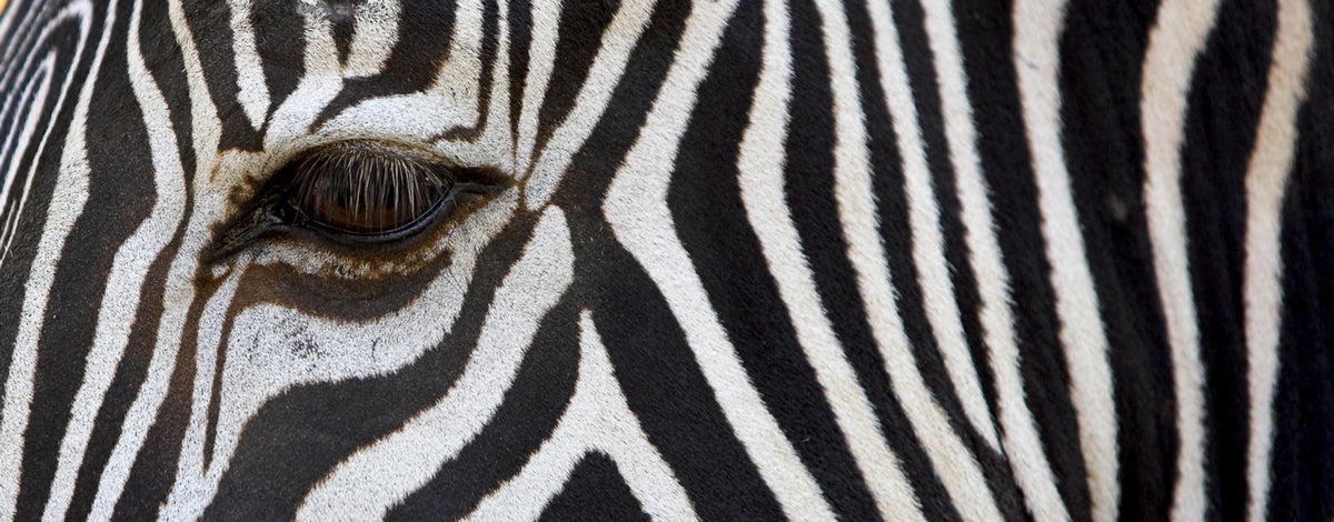 Zebra Tempered Glass Wall Art, 16" x 48"