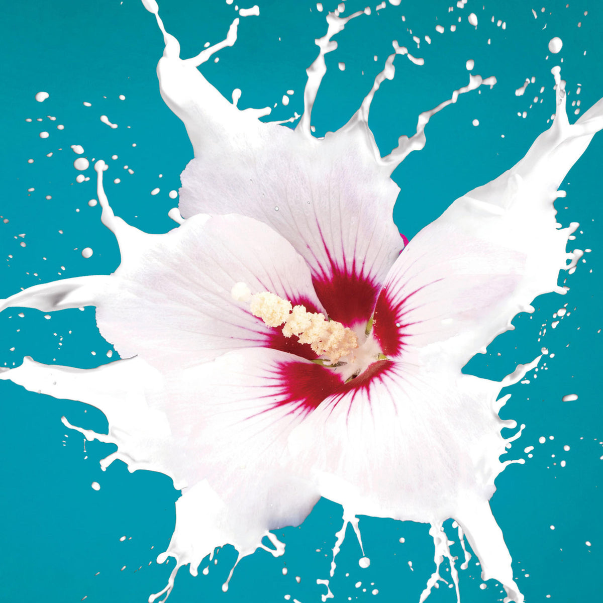 Flower Burst Tempered Glass Wall Art, 24" x 24"