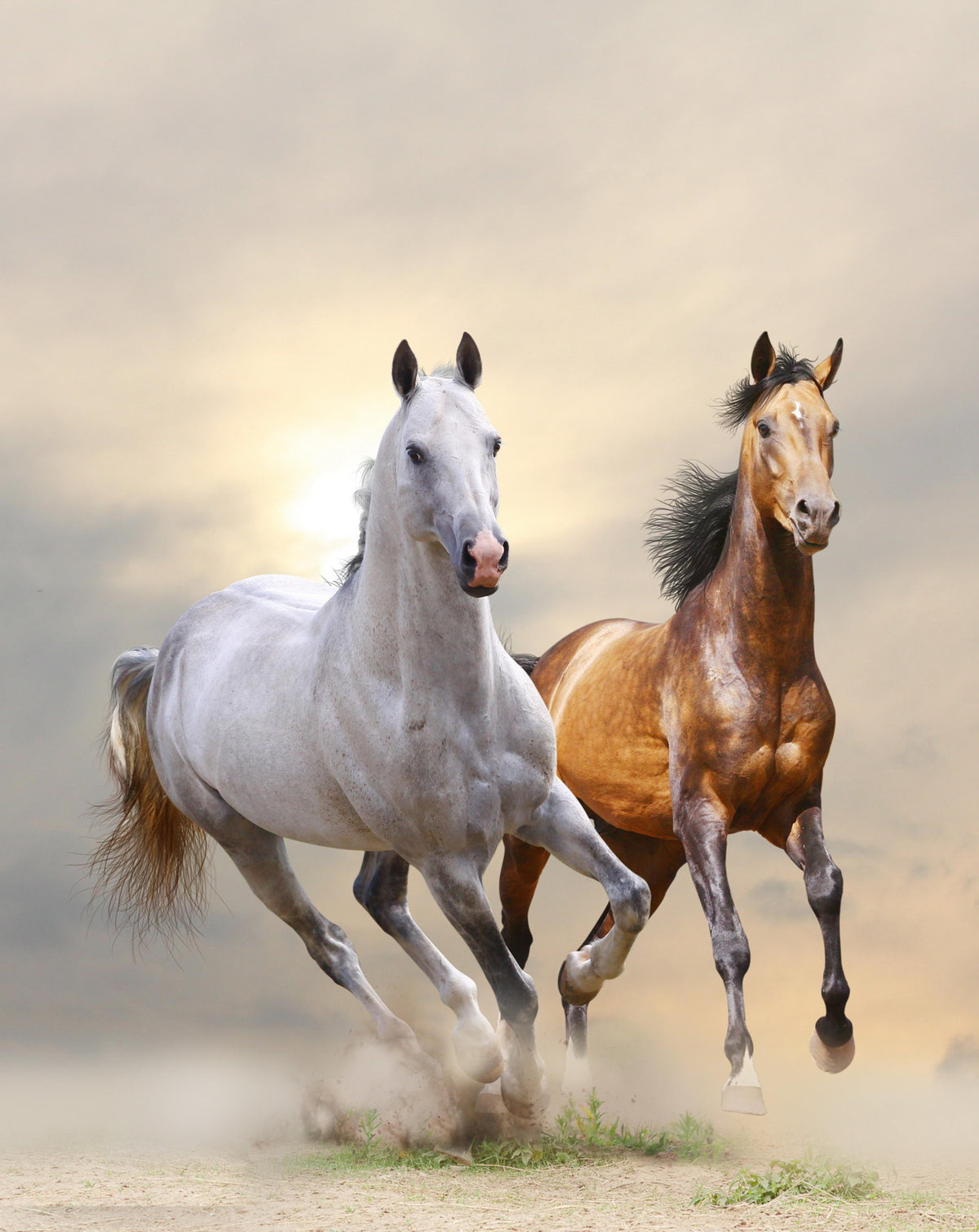 Wild & Free Tempered Glass Wall Art, 24" x 24"