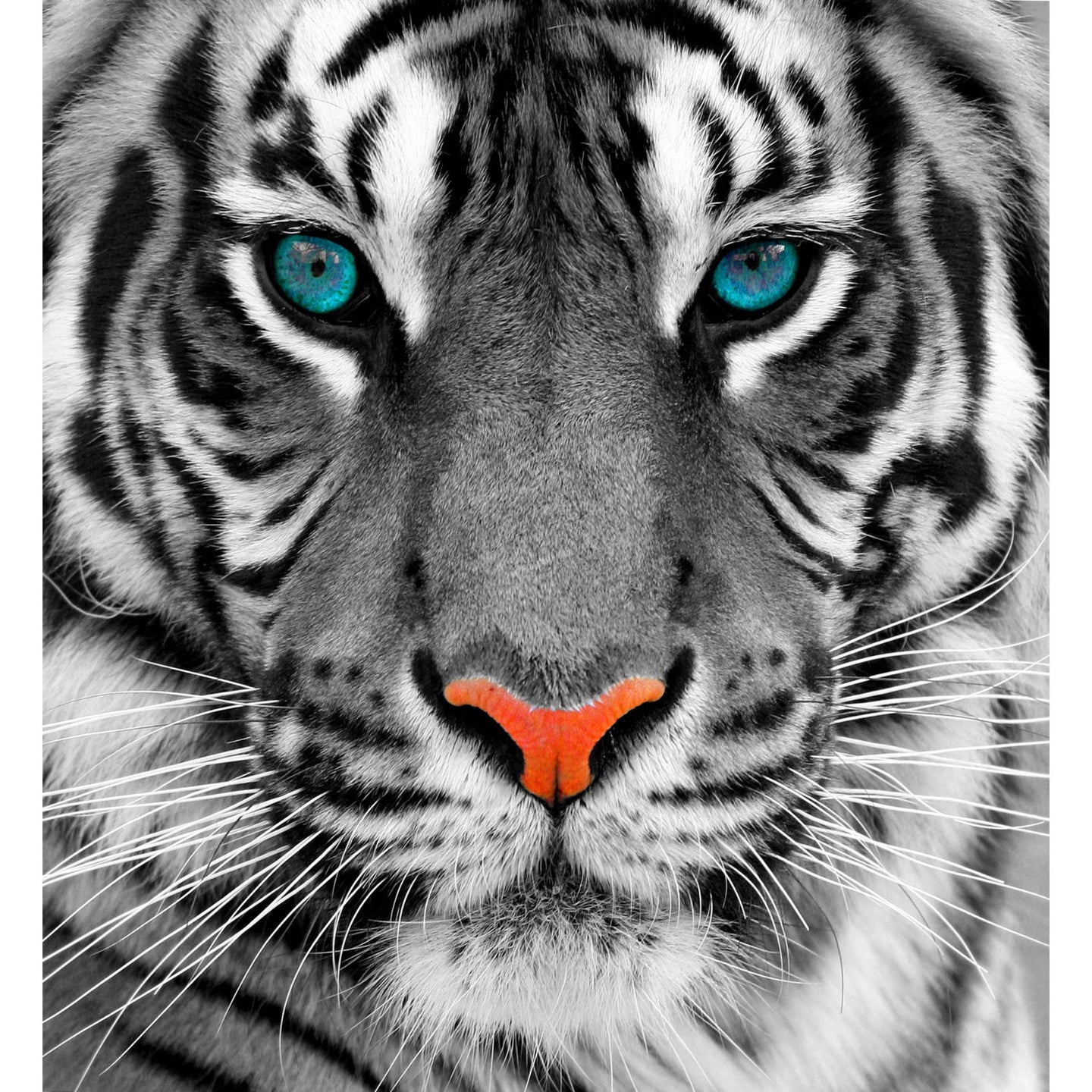 Cortesi Home Thrill of the Tiger Tempered Glass Wall Art, 24
